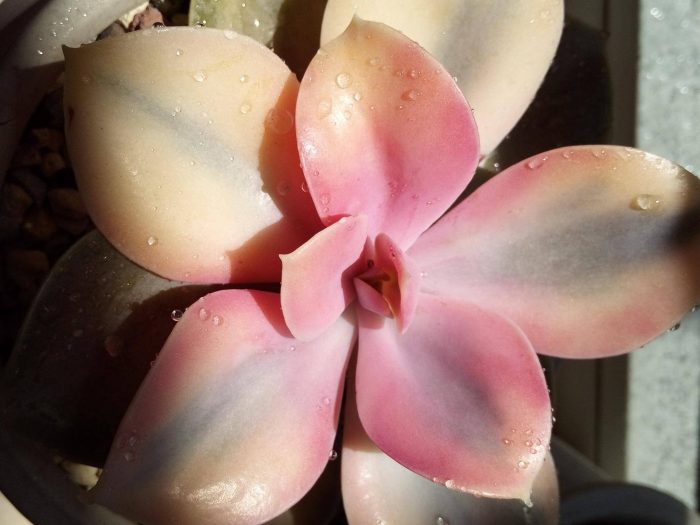 多肉植物算不算是花 紫珍珠，紐倫堡珍珠