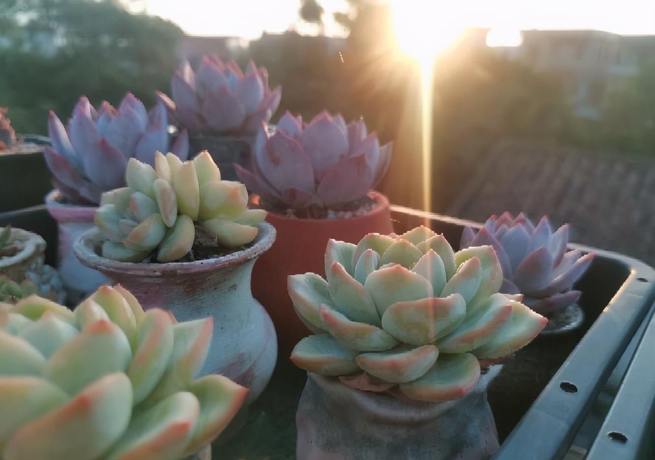 植物多肉的圖片_多肉植物怎么_植物多肉怎么養殖方法