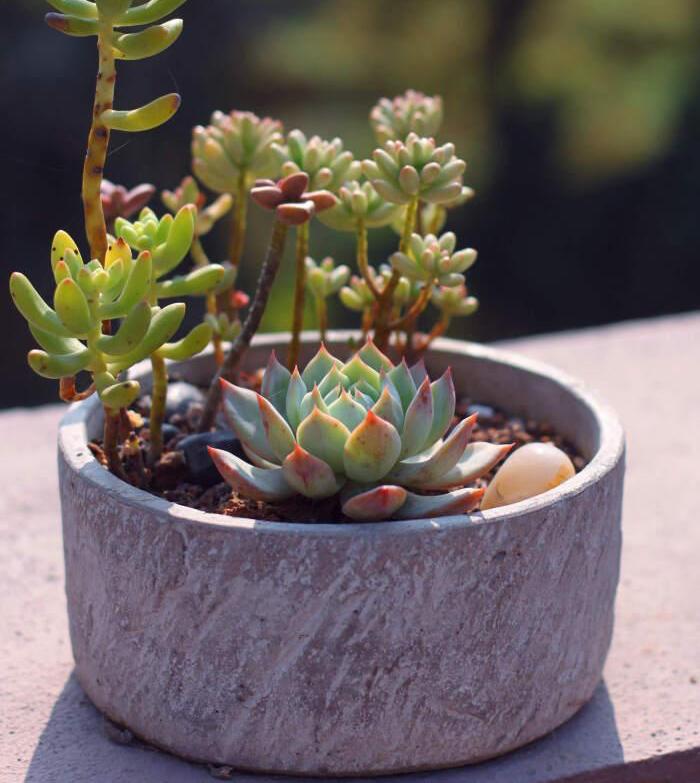 多肉植物怎么_植物多肉的圖片_植物多肉怎么養殖方法