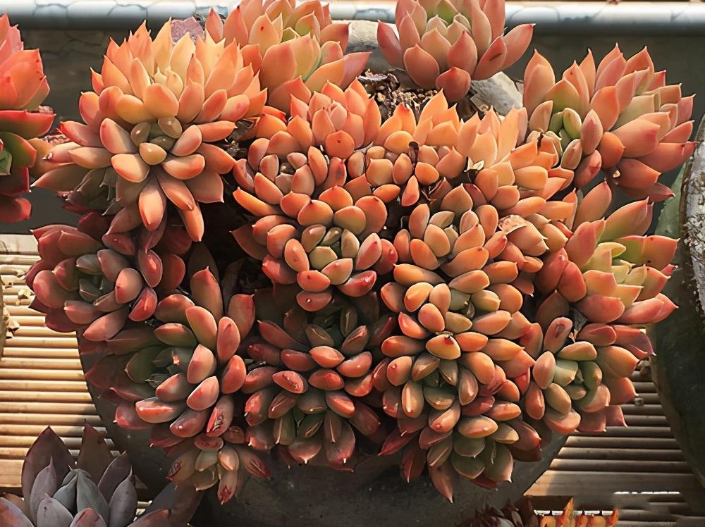 植物多肉怎么養殖方法_植物多肉的圖片_多肉植物怎么