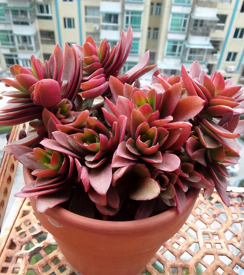 植物多肉的圖片_多肉植物怎么_植物多肉怎么養殖方法