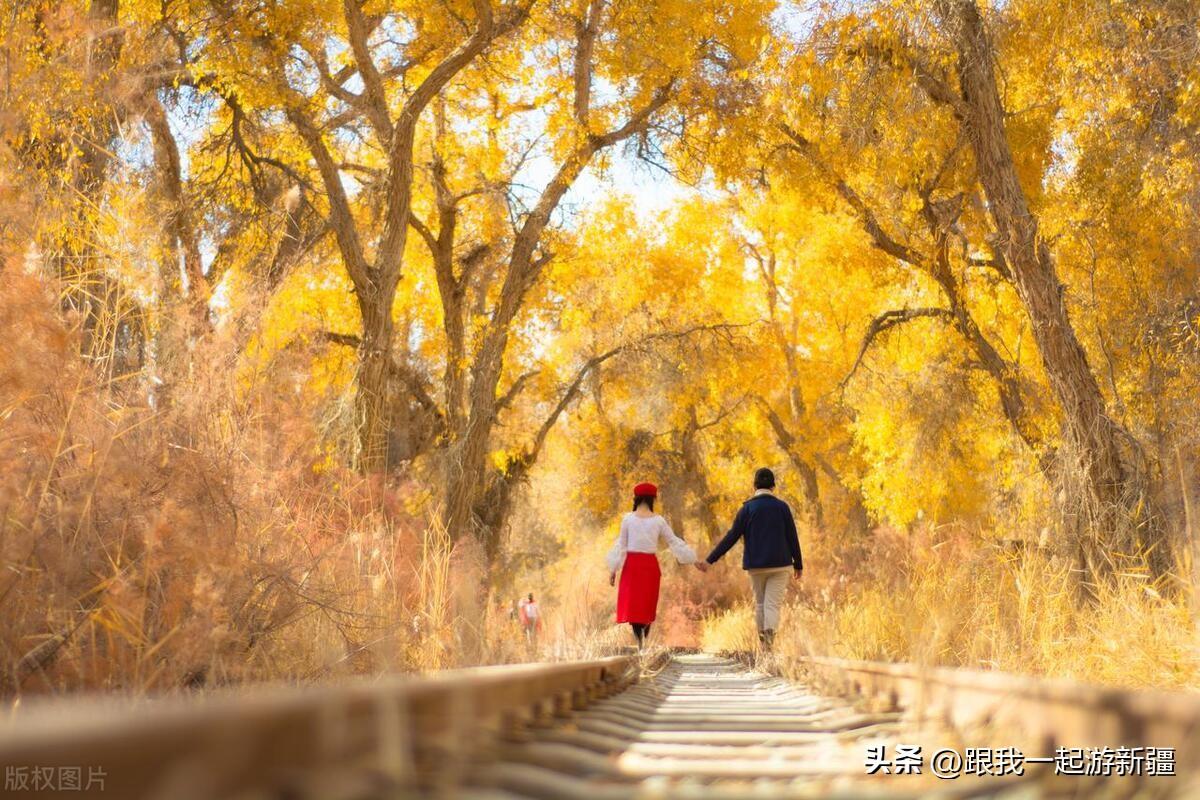 胡楊林景區旅游攻略_胡楊林旅游團報價_胡楊林旅游路線