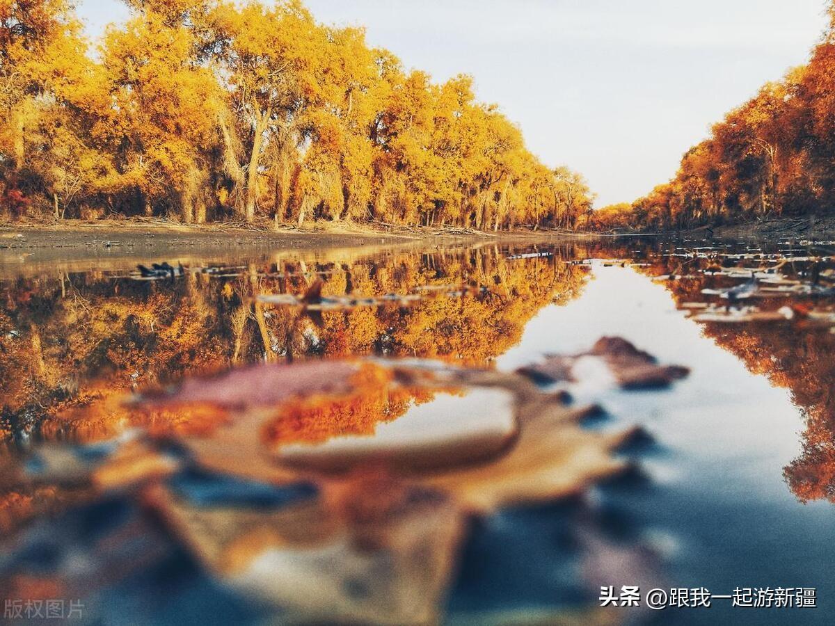 胡楊林旅游團報價_胡楊林景區旅游攻略_胡楊林旅游路線