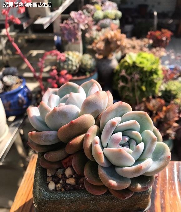 多肉需要施肥嗎？以“鈣元素”為主，其它肥料不要用，影響生長