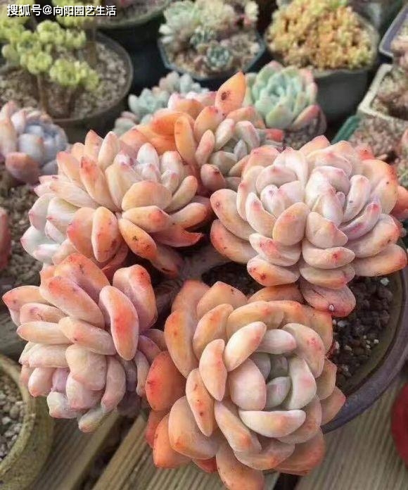 多肉施肥的作用_給多肉植物施肥有哪些方法_多肉植物的施肥