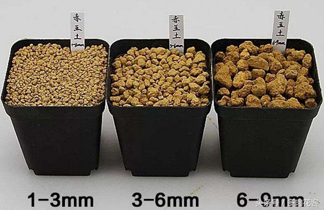 多肉植物教學(xué)視頻_玩轉(zhuǎn)多肉植物_植物多肉如何養(yǎng)殖