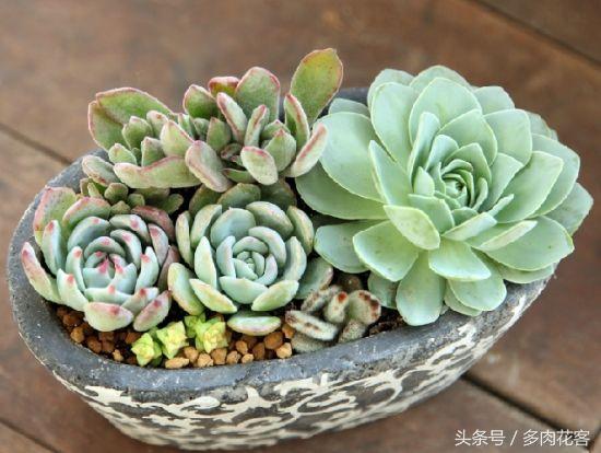玩轉(zhuǎn)多肉植物_植物多肉如何養(yǎng)殖_多肉植物教學(xué)視頻