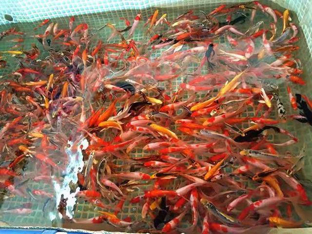 哪種觀賞魚最容易飼養？如果連錦鯉都養不好，還不如飼養金魚呢