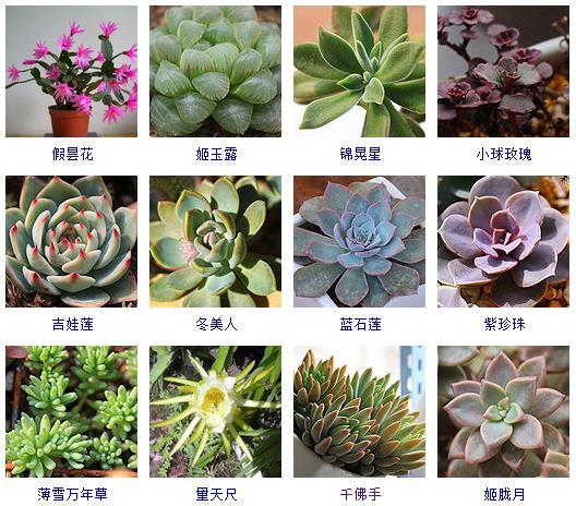 多肉植物的來源地_多肉剛來的時候怎么弄_多肉植物哪里來的