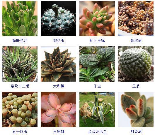 多肉植物的來源地_多肉剛來的時候怎么弄_多肉植物哪里來的