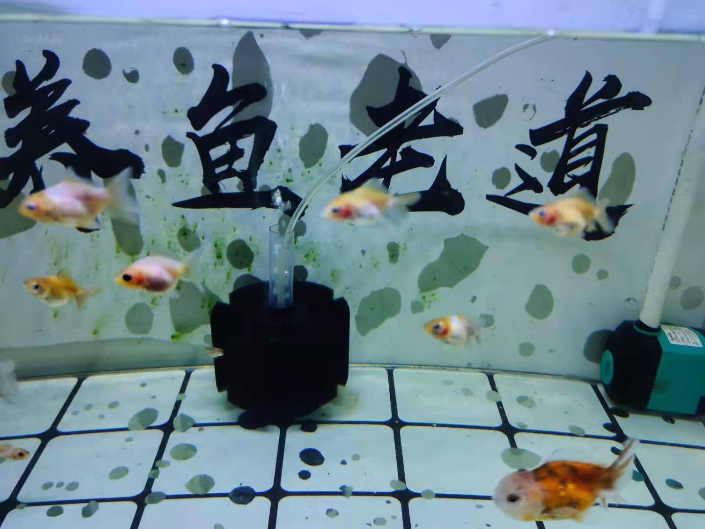 觀賞魚苗喂什么_觀賞魚魚苗吃什么_觀賞魚魚苗吃什么長得快