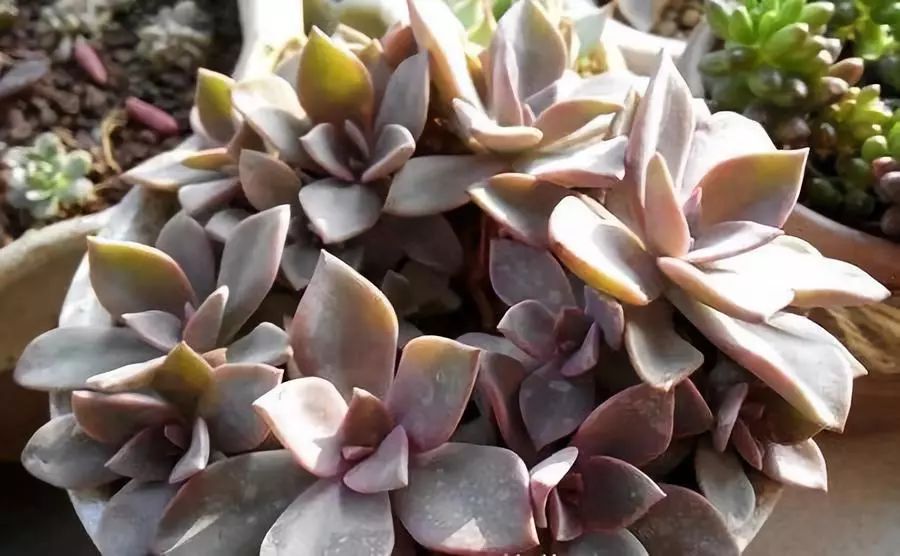 南方的冬天怎么養多肉_南方冬天多肉植物怎樣過冬_多肉在南方冬天怎么養