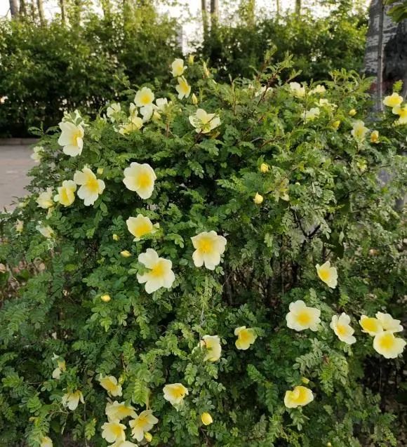 別把多肉當成花，差別很大，多肉更抗旱，水多了容易引起爛根