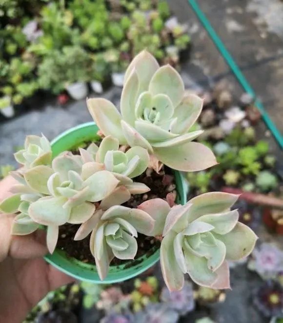 多肉植物算不算花_多肉算花還是算草_多肉植物算花嗎