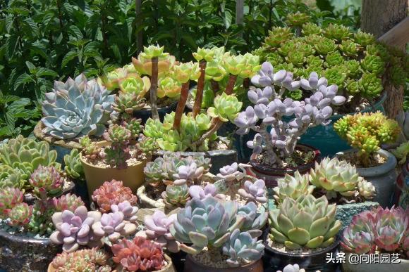 喜歡養多肉，不停的買，家里放不下了，有“感同身受”的花友嗎