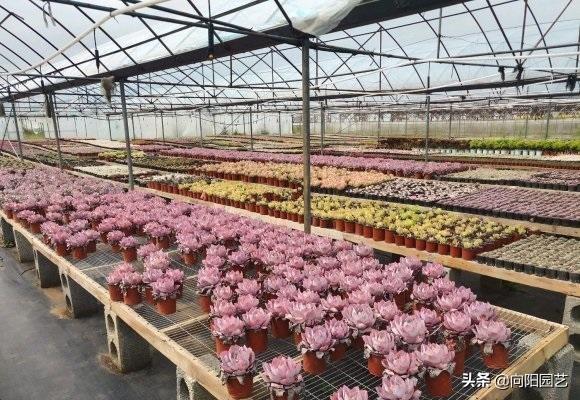 家養(yǎng)多肉什么品種好_家養(yǎng)多肉植物哪種好_家庭養(yǎng)多肉植物好不好