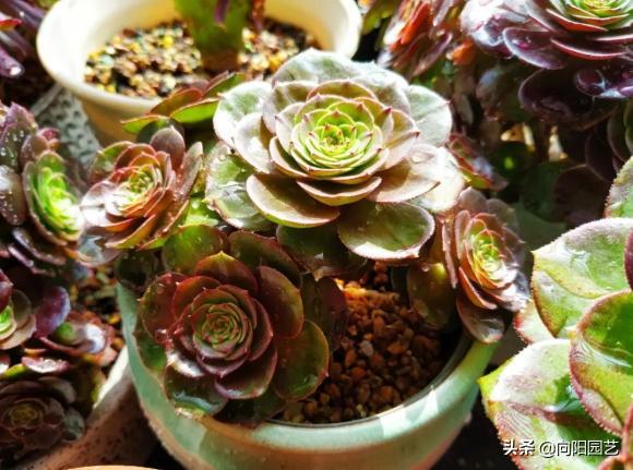 家養(yǎng)多肉什么品種好_家養(yǎng)多肉植物哪種好_家庭養(yǎng)多肉植物好不好