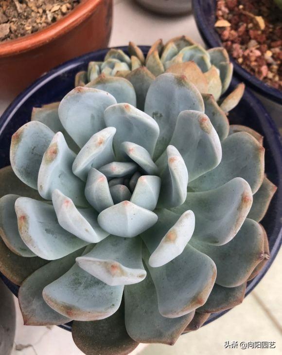 家養(yǎng)多肉什么品種好_家庭養(yǎng)多肉植物好不好_家養(yǎng)多肉植物哪種好