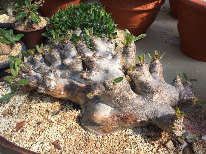 最珍貴的多肉植物_珍貴多肉植物排行_珍貴的多肉