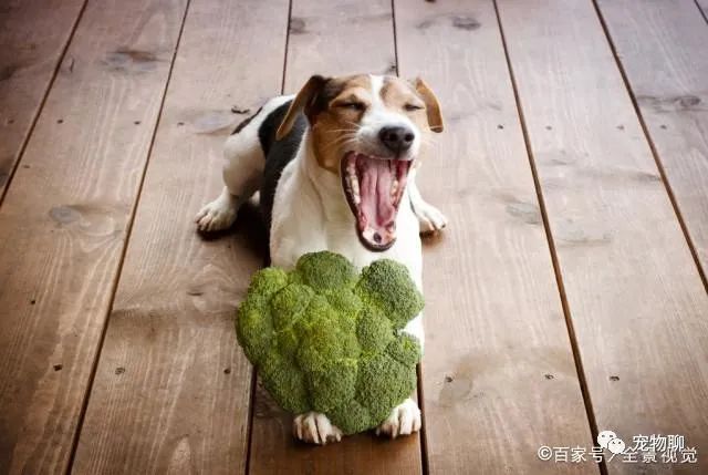 這幾種蔬菜，狗狗是不能吃的，你有在喂嗎？