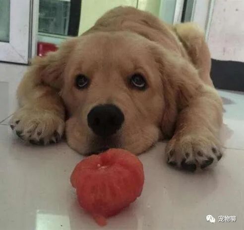 狗狗蔬菜吃可以補鈣嗎_狗狗可以吃什么蔬菜_狗狗吃蔬菜水果嗎