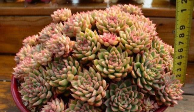 多肉開花？沒好事，狠狠心，掐掉它，防止越來越黑瘦