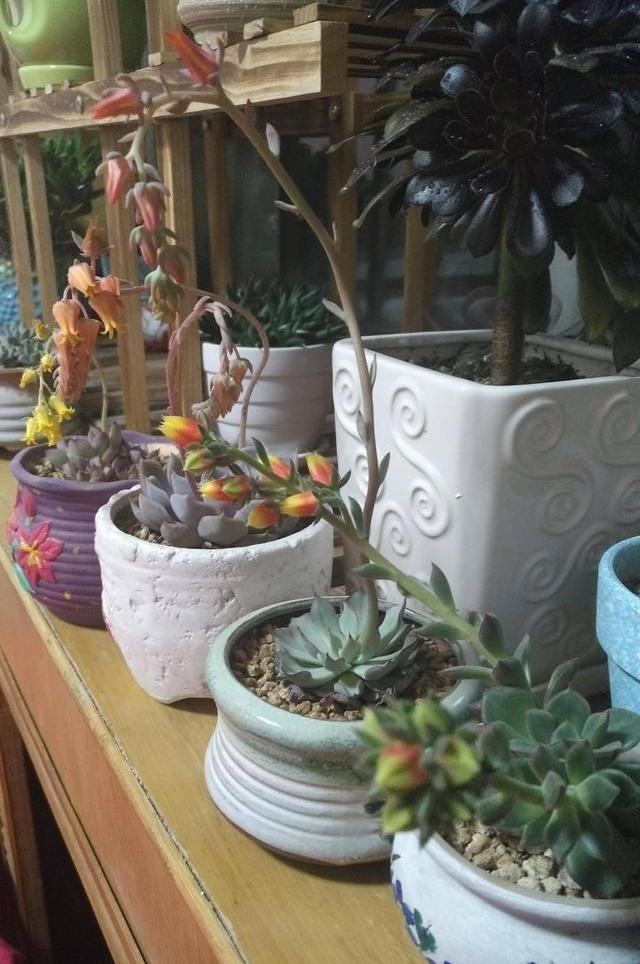 多肉植物 開花_開花的多肉植物_開花植物多肉圖片