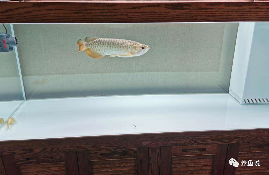 養(yǎng)觀賞魚用自來水行嗎_觀賞魚要用什么水養(yǎng)_觀賞魚用什么水養(yǎng)