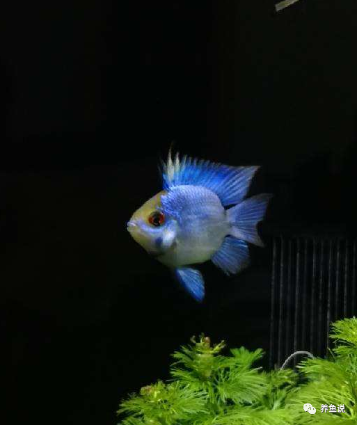 觀賞魚用什么水養(yǎng)_養(yǎng)觀賞魚用自來水行嗎_觀賞魚要用什么水養(yǎng)