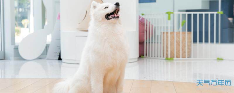 寵物英文名字大全洋氣  寵物名字可愛洋氣英文名字