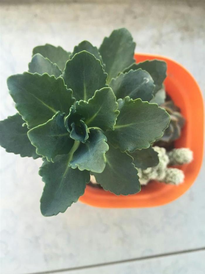 多肉藍(lán)玫瑰圖片_多肉藍(lán)玫瑰怎么養(yǎng)_玫瑰養(yǎng)藍(lán)多肉怎么養(yǎng)