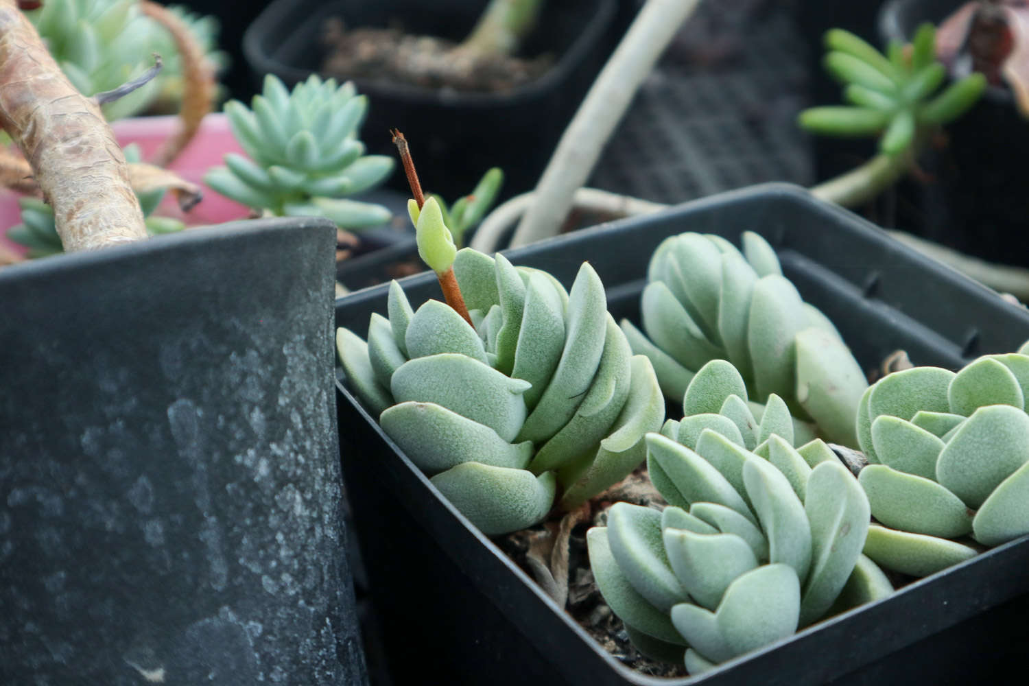 多肉白玫瑰怎么養(yǎng)_玫瑰養(yǎng)多肉白菜好嗎_玫瑰養(yǎng)多肉白花好嗎