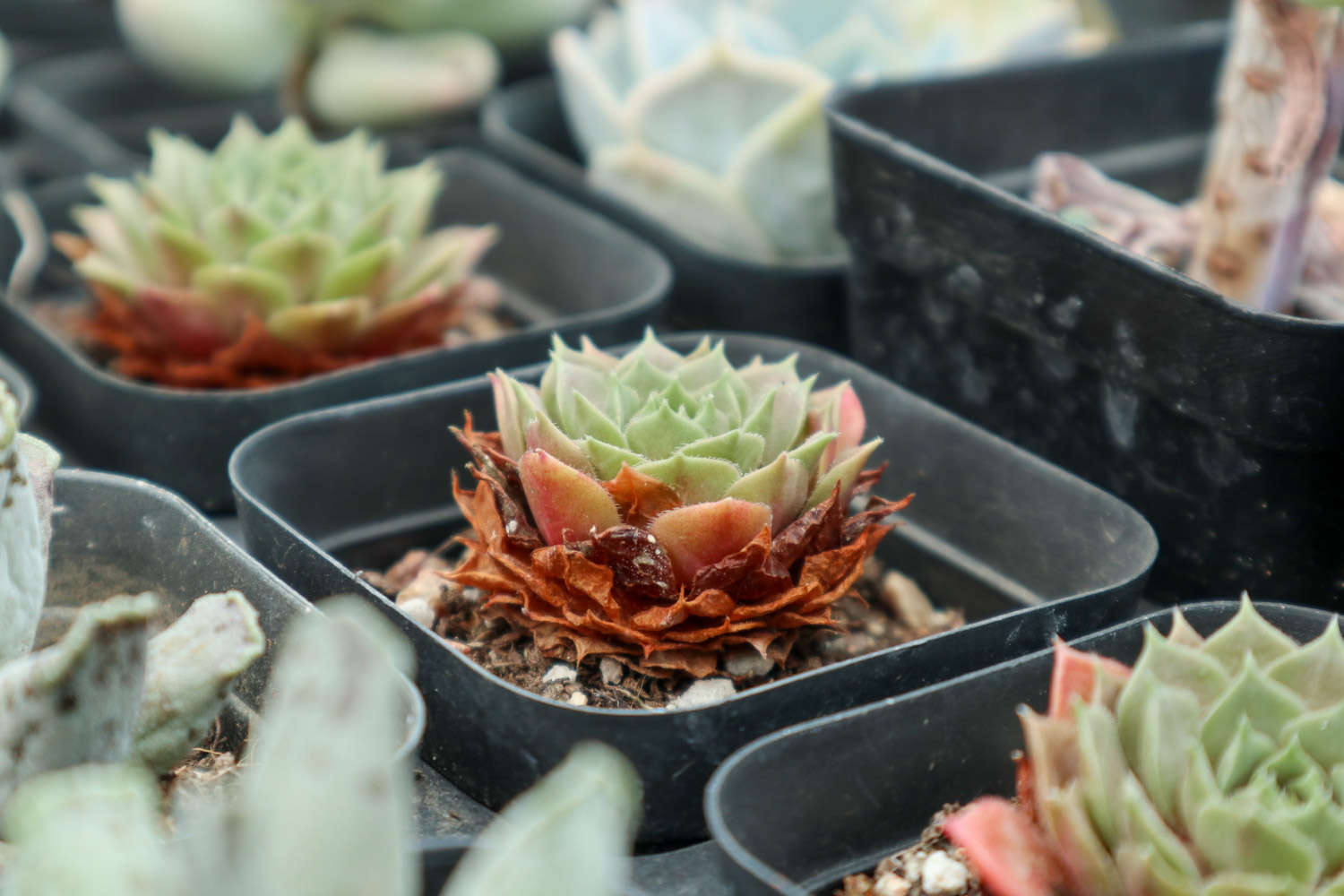 多肉白玫瑰怎么養(yǎng)_玫瑰養(yǎng)多肉白菜好嗎_玫瑰養(yǎng)多肉白花好嗎