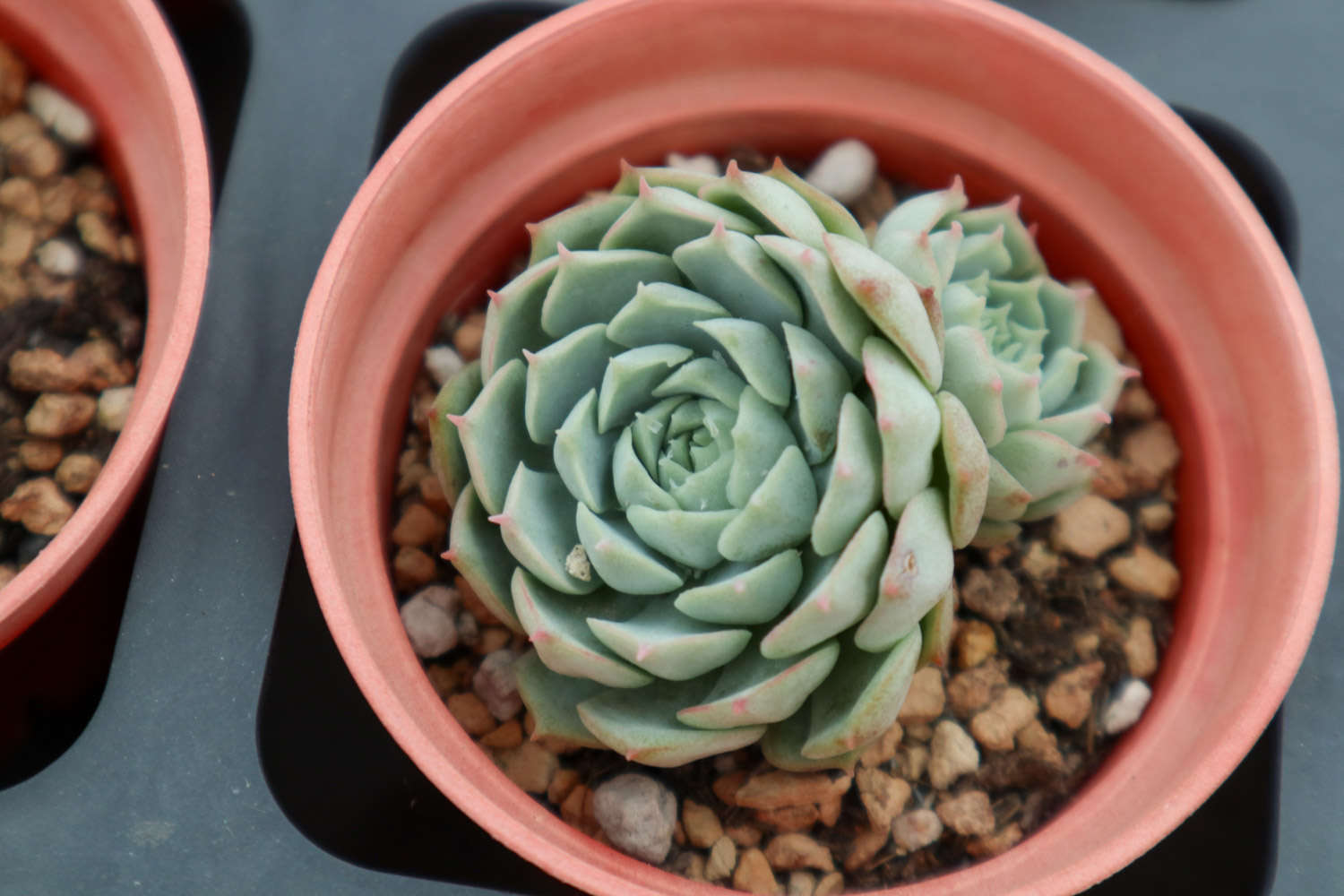 玫瑰養(yǎng)多肉白菜好嗎_多肉白玫瑰怎么養(yǎng)_玫瑰養(yǎng)多肉白花好嗎