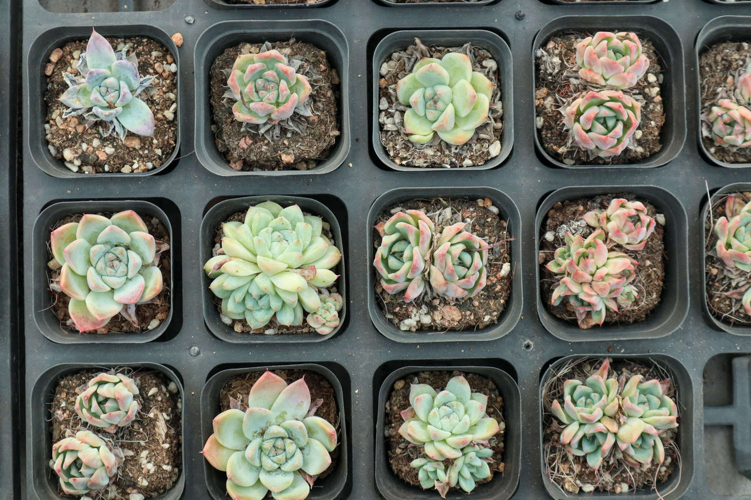 玫瑰養(yǎng)多肉白花好嗎_多肉白玫瑰怎么養(yǎng)_玫瑰養(yǎng)多肉白菜好嗎