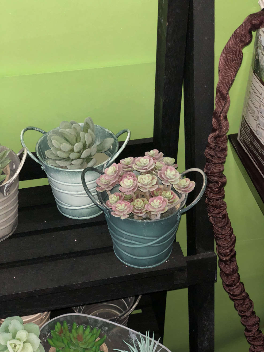 玫瑰養(yǎng)多肉白花好嗎_玫瑰養(yǎng)多肉白菜好嗎_多肉白玫瑰怎么養(yǎng)