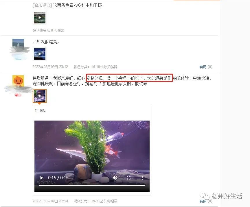 觀賞魚幽靈火箭_幽靈火箭觀賞魚介紹_幽靈火箭魚多少錢一條