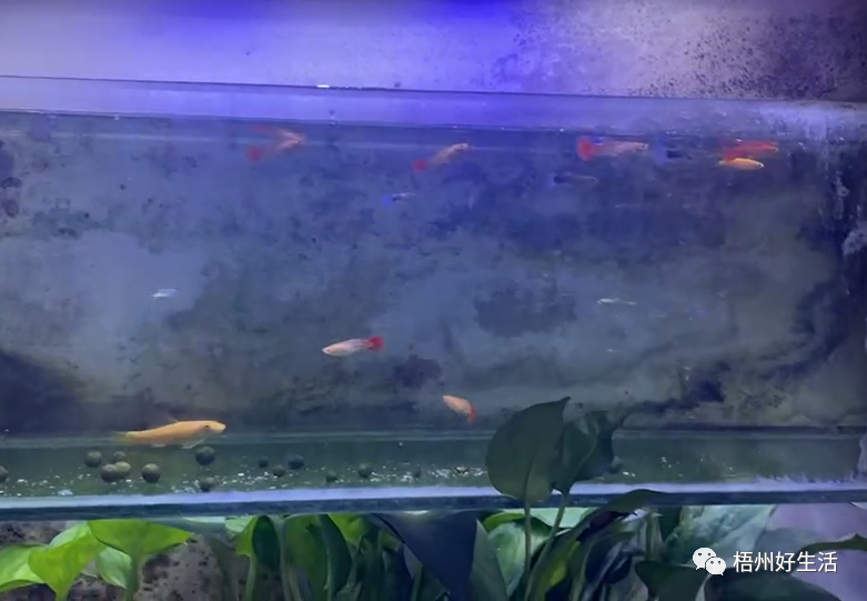 幽靈火箭魚多少錢一條_觀賞魚幽靈火箭_幽靈火箭觀賞魚介紹