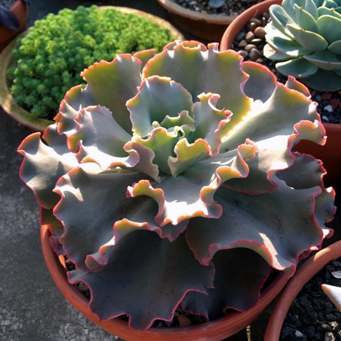 多肉植物石蓮花屬，紫珍珠、高砂之翁、紅粉臺(tái)閣、千羽鶴，看一看