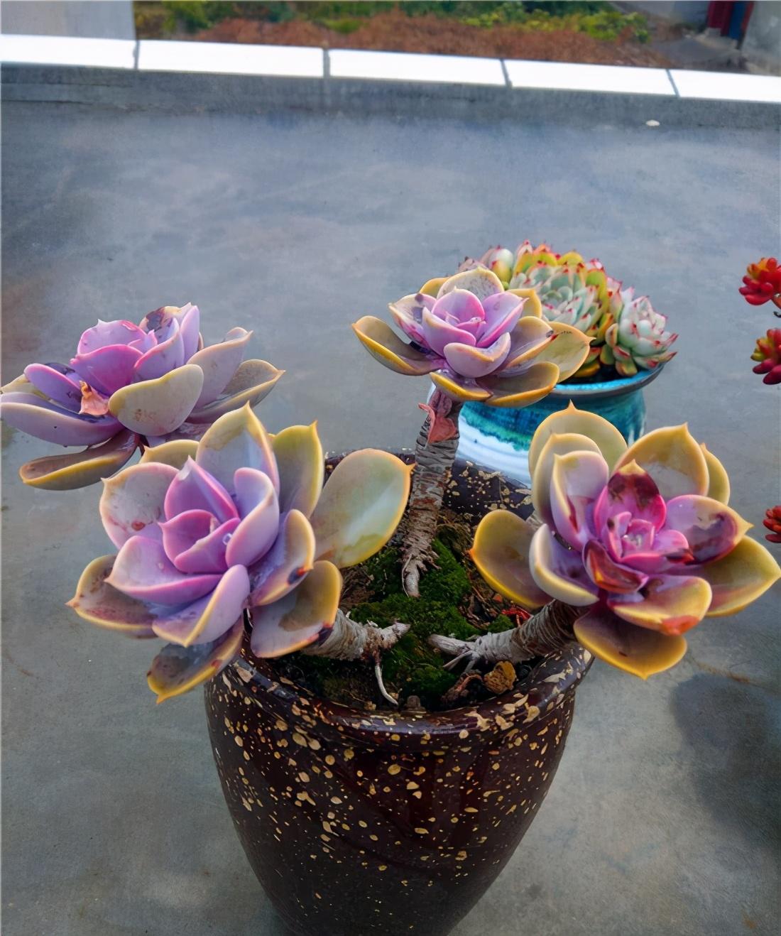 以上多肉植物_多肉植物多少種類(lèi)_植物多肉以上怎么養(yǎng)