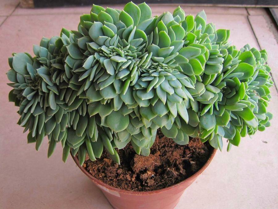 植物多肉以上怎么養(yǎng)_多肉植物多少種類(lèi)_以上多肉植物