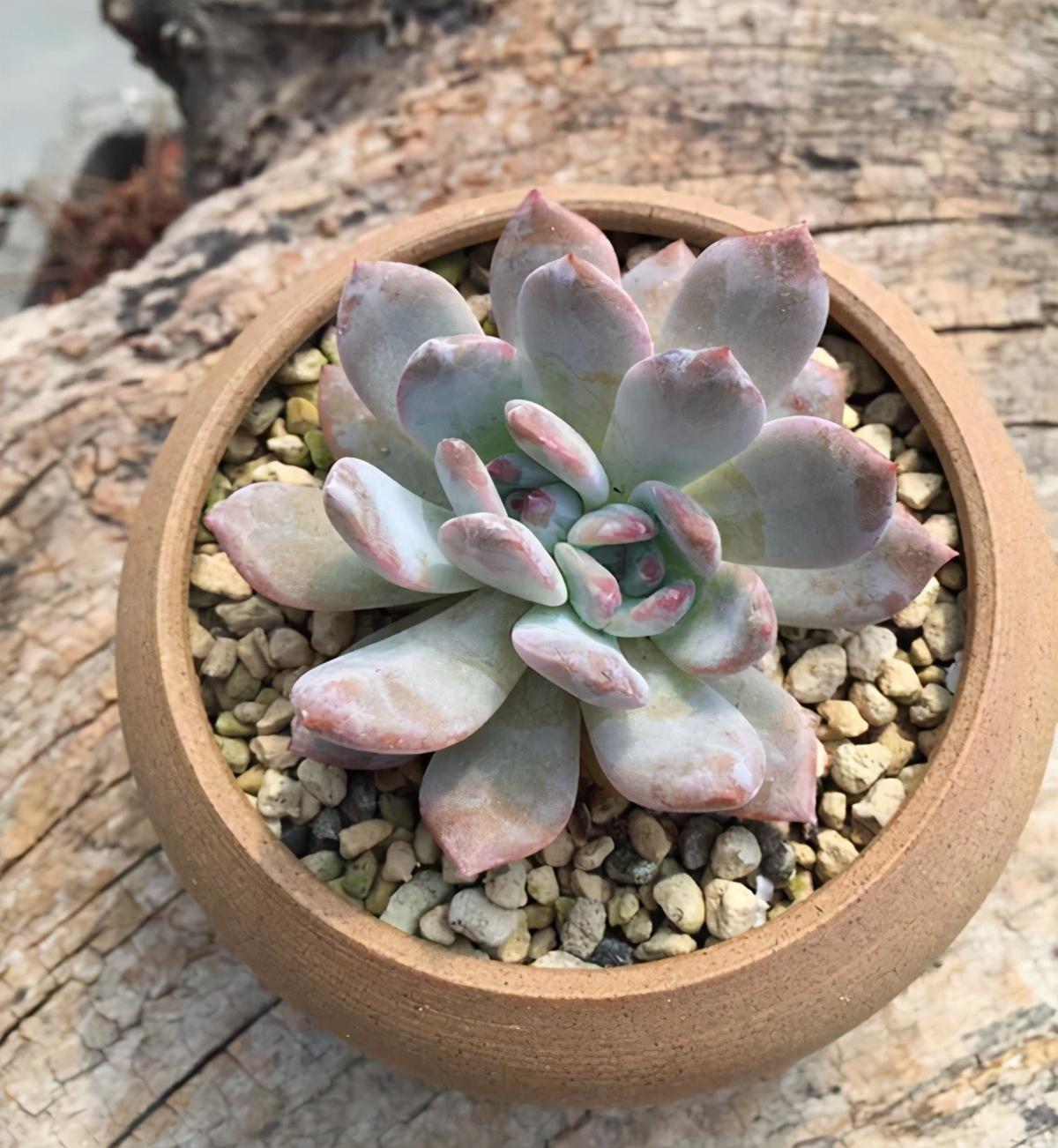 多肉植物多少種類(lèi)_植物多肉以上怎么養(yǎng)_以上多肉植物