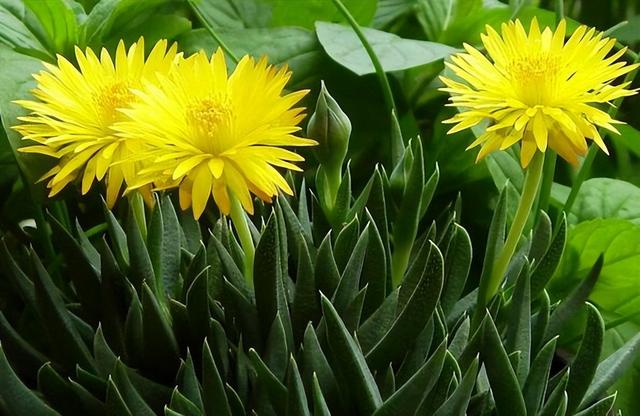 多肉開(kāi)花的植物_開(kāi)花植物多肉有毒嗎_開(kāi)花的多肉植物有哪些