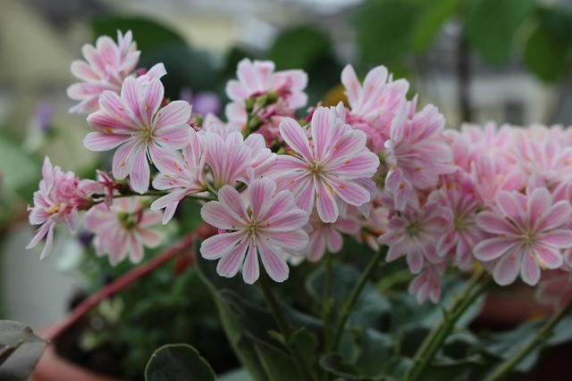 開(kāi)花的多肉植物有哪些_開(kāi)花植物多肉有毒嗎_多肉開(kāi)花的植物