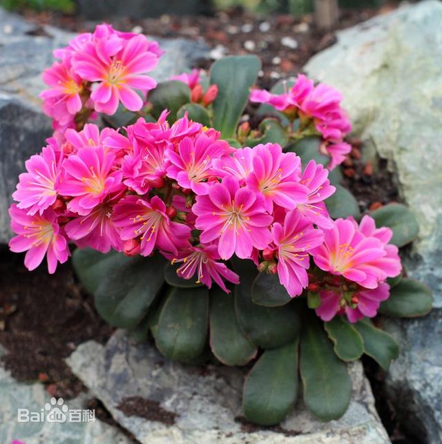 開(kāi)花的多肉植物有哪些_多肉開(kāi)花的植物_開(kāi)花植物多肉有毒嗎