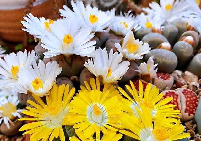 多肉開(kāi)花的植物_開(kāi)花植物多肉有毒嗎_開(kāi)花的多肉植物有哪些