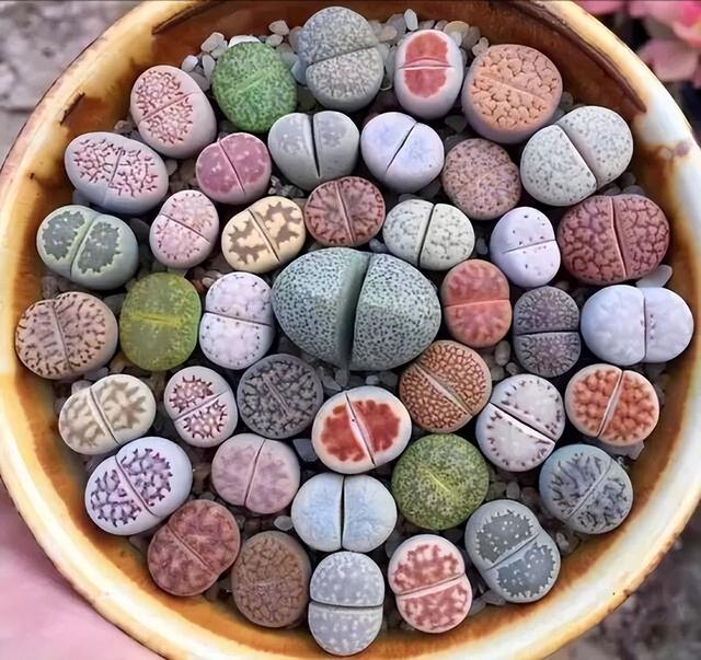 開(kāi)花的多肉植物有哪些_開(kāi)花植物多肉有毒嗎_多肉開(kāi)花的植物