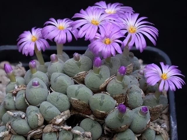 多肉開(kāi)花的植物_開(kāi)花的多肉植物有哪些_開(kāi)花植物多肉有毒嗎