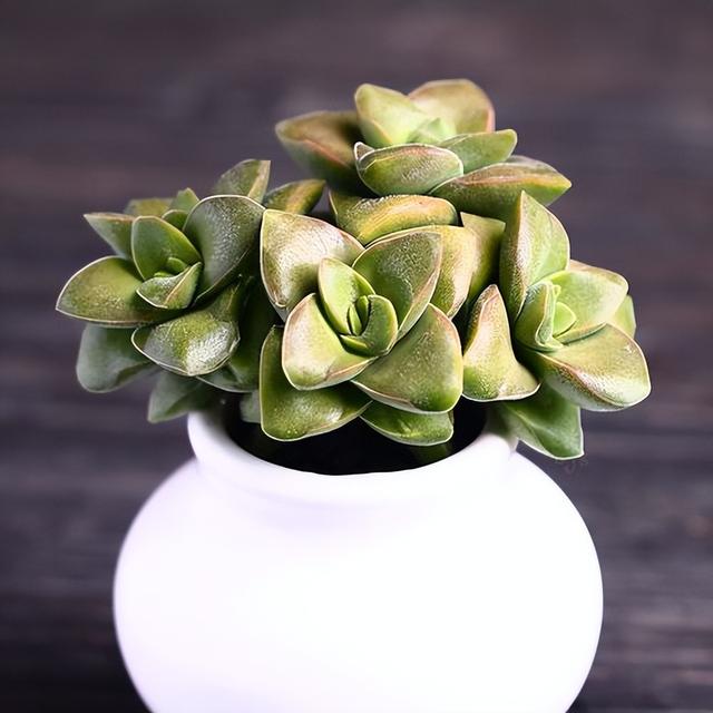 開(kāi)花的多肉植物有哪些_多肉開(kāi)花的植物_開(kāi)花植物多肉有毒嗎