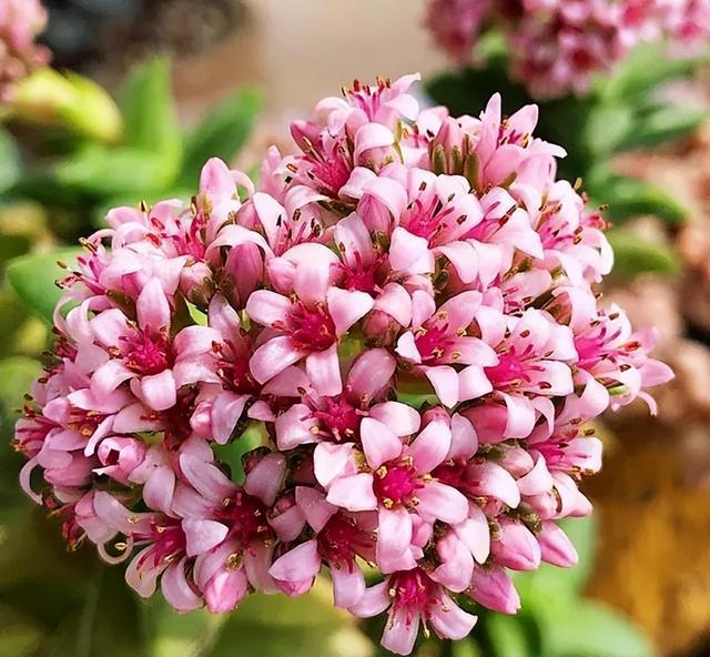 開(kāi)花植物多肉有毒嗎_多肉開(kāi)花的植物_開(kāi)花的多肉植物有哪些